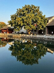 Naklejka premium Serene traditional Chinese garden with ancient tree and pavilion reflecting in calm pond water, peaceful Asian architecture landscape background 