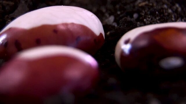 Organic dry bean Phaseolus vulgaris, rotating sustainable agricultural planting ingredient for eco farming and crop yield product design, cinematic macro top light