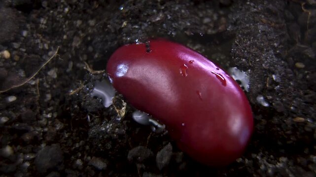 Water drop falling on red kidney bean Phaseolus vulgaris in dark fertile soil, initiating seed hydration and germination lifecycle, macro laboratory studio shot