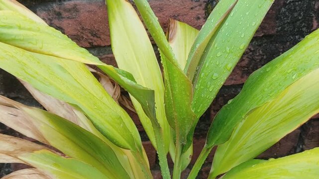 Close-up of dew-covered variegated plant leaves with vibrant green and yellow hues.
