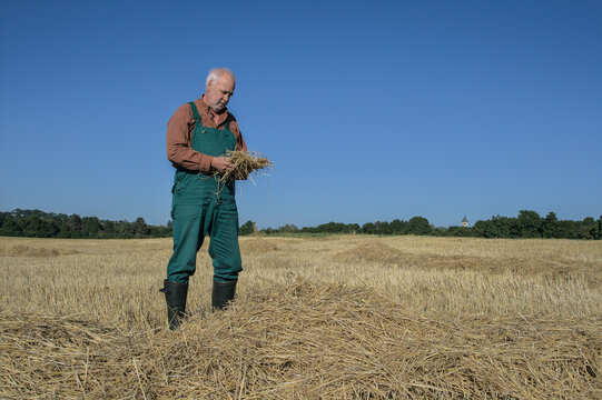 A senior farmer in green dungarees and rubber boots carefully inspects fresh straw on a golden harvest field beneath a clear, deep blue summer sky.