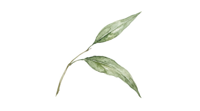 Watercolor illustration of a delicate green plant with three elongated leaves on a clean transparent background