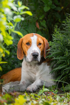 Portrait of cute russian hound close up. Pet animals.