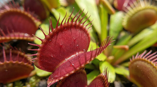 Venus flytrap open red trap with sensory hairs ideal for carnivorous plant collection