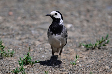 Fototapeta premium Bachstelze // White wagtail (Motacilla alba) 
