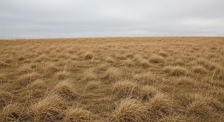 Obraz premium Photorealistic view of a cold grey overcast sky over a vast field of dead grass