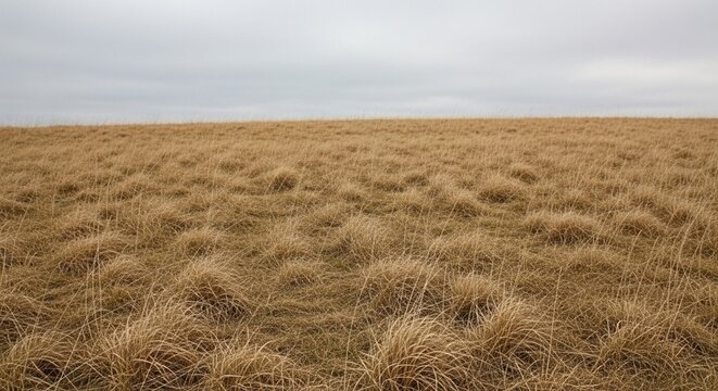 Photorealistic view of a cold grey overcast sky over a vast field of dead grass