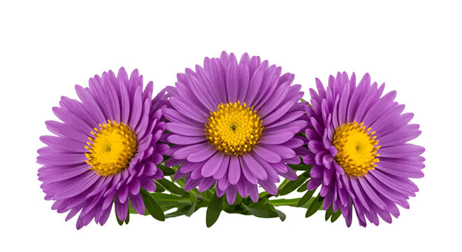 Vector illustration of three beautiful purple aster flowers with yellow centers on a transparent background