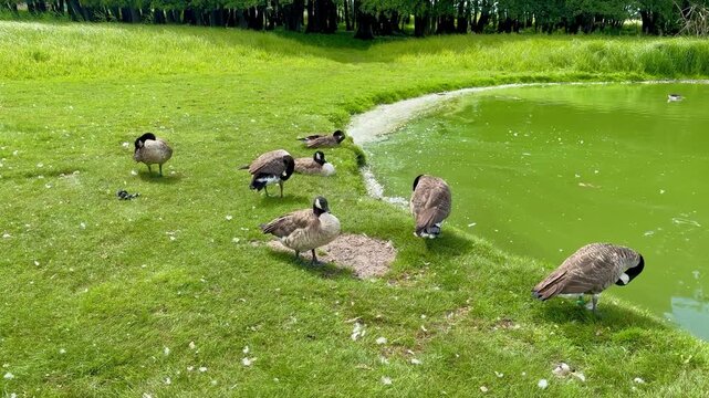Wide landscape shot of a flock of Canada geese resting, preening feathers, and standing on a green grass lawn by a green water pond in summer outdoors.

