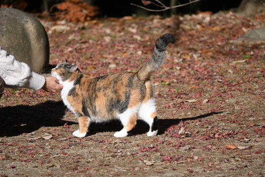 人に喉元を撫でられて喜ぶ三毛猫