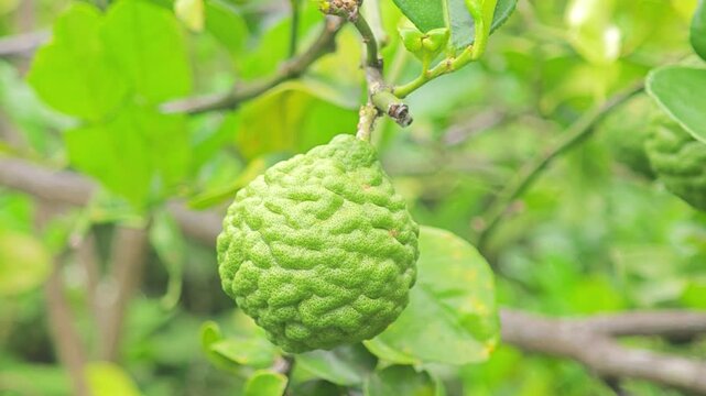 Fresh kaffir limes on the tree, vibrant green herbal citrus, organic, edible, tropical garden, natural sunlight, healthy, high-quality stock footage.