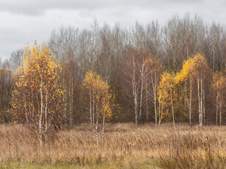 Fototapeta premium Birch forest landscape in late autumn. Yellow leaves on thin white trees in a grassy field. Seasonal nature scenery with golden foliage before winter. Rural woodland background.