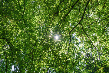 Fototapeta premium Sunlit green canopy of deciduous trees with dappled light streaming through dense summer foliage, creating bright highlights, layered textures, and upward view of lush natural growth