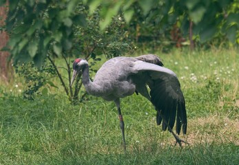 Common crane © Hana