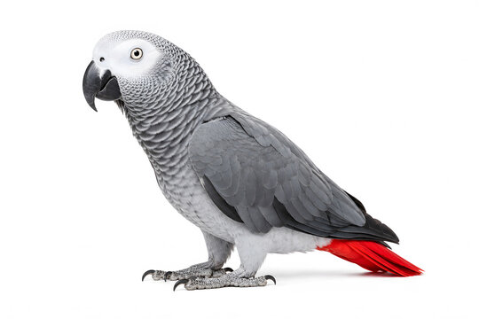African grey parrot standing on white background  