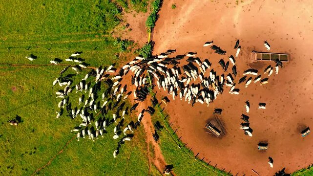 Aerial view of a herd of cows moving from a green pasture to a brown muddy pen on a sunny day.