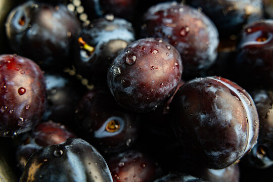 Close up view of fresh ripe purple plums with water drops