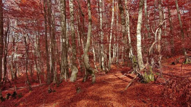 Aerial landscape of autumn beech forest with red foliage. Moving in tall trees in woodland, natural scenery background, 4k