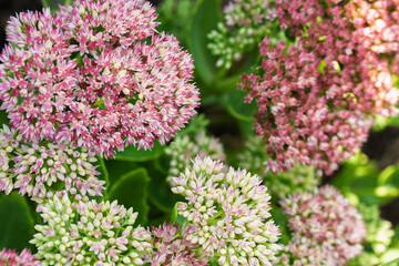 Obraz premium Pink sedum flower clusters in bright garden light with textured petals, pale green buds, rich succulent foliage and soft close detail across lush summer growth, with sedum, succulent, flower