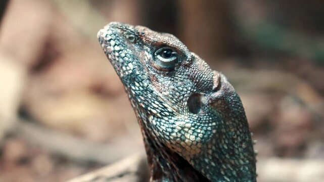 Close up slow motion footage of a frilled lizard head turning its head with its detailed scales.