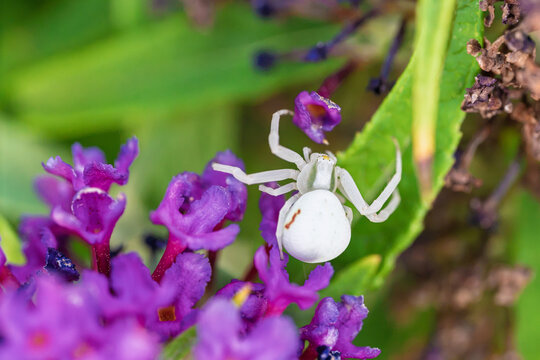 White crab spider perched on purple flower cluster in garden close-up macro with detailed body, legs, petals and soft natural light amid green foliage for botanical wildlife scene