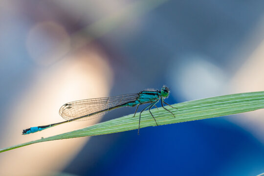 Close-up green damselfly perched on single grass blade, wings folded, delicate legs gripping stem, iridescent body detail against blurred blue background in soft natural light