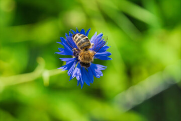 Honeybee collecting nectar on blue cornflower in sunlit green meadow, close view with soft blurred foliage, delicate wings, bright petals, natural pollination scene © AdobeTim82