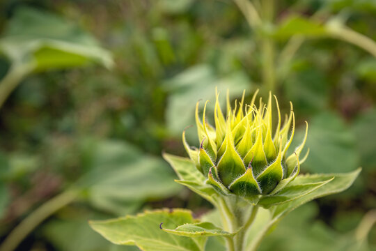 Close-up of a sunflower bud on a cloudy summer day in the field against a blurred natural background.