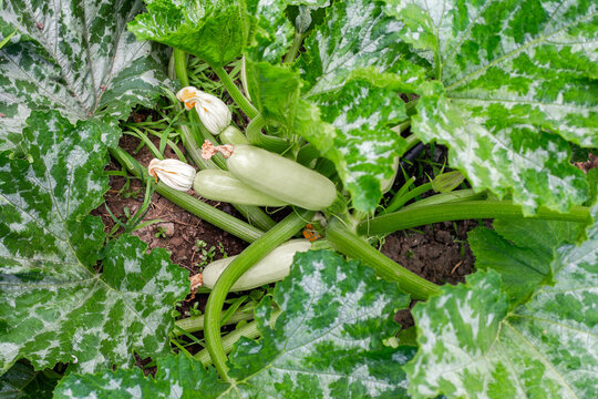 Close-up of young zucchini squash growing amidst speckled green leaves in a garden bed. organic vegetable gardening, fresh summer crop, healthy food.