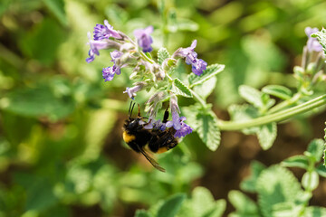 Bumblebee gathering nectar from purple flower cluster in sunlit garden close-up with pollen-covered body, soft green background and natural outdoor detail, with bumblebee, bee, pollinator, insect © AdobeTim82
