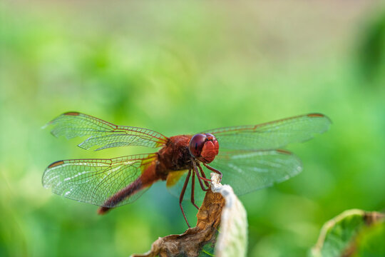 Red dragonfly perched on curled dried leaf amid lush green garden foliage with soft morning light, transparent wings, detailed body, and shallow focus background
