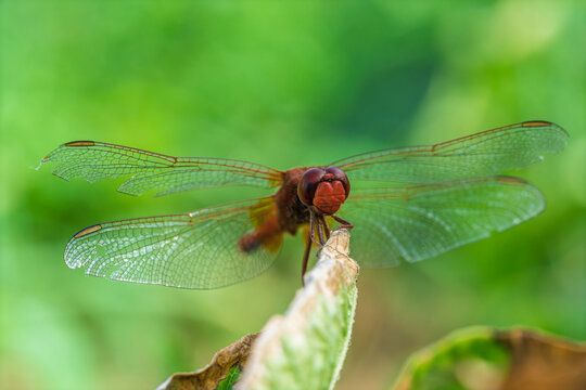 Red dragonfly perched on curled dried leaf amid lush green garden foliage with soft morning light, transparent wings, detailed body, and shallow focus background