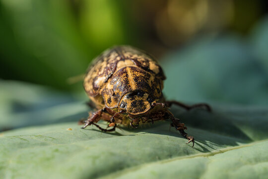 Detailed macro view of metallic golden beetle resting on broad green leaf under soft natural light, showing textured shell, delicate legs, and calm garden setting with blurred background