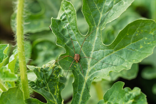 Harvestman spider resting on textured green leaf in garden close-up, delicate spindly legs and rounded body highlighted by soft morning light and natural foliage