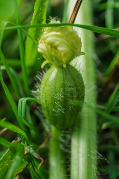 Close view of small green unfurling fern frond with hairy bud, fine grass blades, soft natural light, delicate woodland texture, fresh growth, and intimate botanical detail