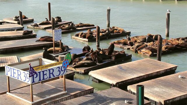 Sea lions gathered in the sun on docks at pier 39 of Fisherman's Wharf, located in San Francisco, California. Circa 2012.