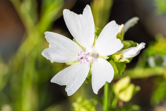 White wildflower bloom with five delicate petals in sunlit meadow, showing pale pollen center, soft green background, crisp texture, gentle spring color and natural outdoor detail