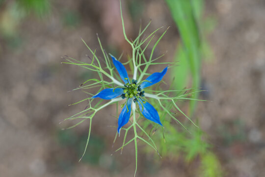 Delicate blue wildflower seen from overhead with star shaped petals, feathery green bracts and central seed pod against soft earthy background in natural outdoor light