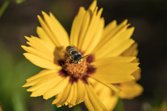 Small solitary bee feeding on bright yellow daisy center with detailed pollen coverage and shallow depth of field in warm sunlight, captured in garden setting, with bee, pollen, daisy, flower detail