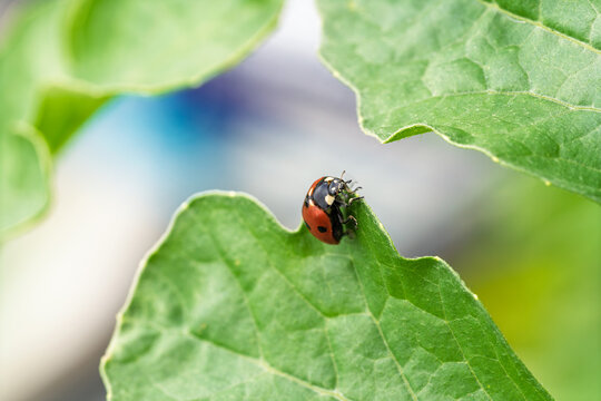 Red ladybug climbing textured green leaf in bright daylight with soft blurred garden background, crisp water droplets on glossy shell, capturing delicate nature detail and gentle summer wildlife