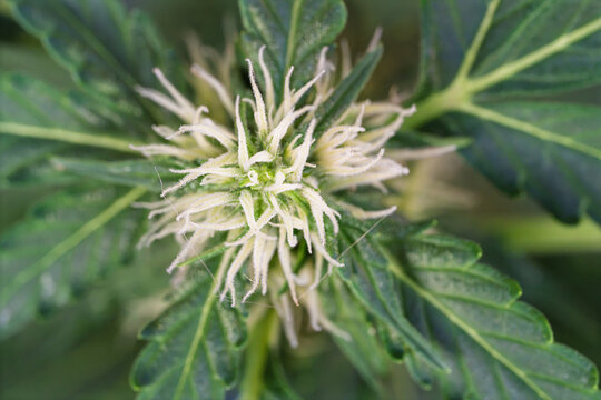 Closeup green spiky flower bud surrounded by textured leaves under soft natural light, showing delicate white filaments, emerging petals, rich garden detail, and shallow depth of field