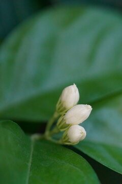 Fresh white Arabian jasmine flower buds ready to bloom on green stem, ideal for herbal tea, essential oils, cosmetics, and organic wellness backgrounds.