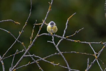 Mésange bleue © Laurent