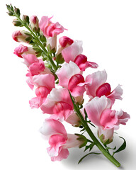 Fototapeta premium Pink and White Snapdragon Stem with Gradient Blossoms Captured Against a Clean Background