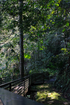 Wooden footbridge and mossy pathway winding through a dense tropical jungle forest with dappled sunlight.