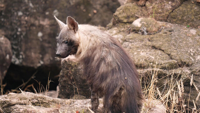 Brown Hyena Standing on Rocky Outcrop in Botswana - Rare Scavenger Portrait in Natural Habitat