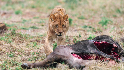 African Lion Cub Standing Over Fresh Buffalo Kill on Botswana Savanna - Raw Wildlife Predator Feeding Behaviour © Banu