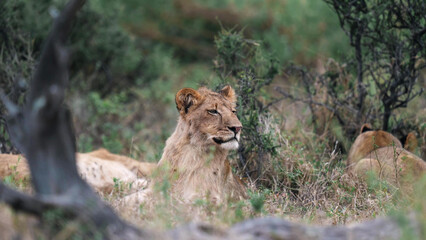 African Lion Cub Resting in Bush Scrub, Botswana - Young Lion Alert Among Pride in African Savanna Vegetation © Banu