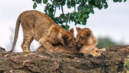 African Lion Cubs Nuzzling and Bonding on Tree Branch in Botswana - Playful Young Lions Social Behavior in Wild © Banu