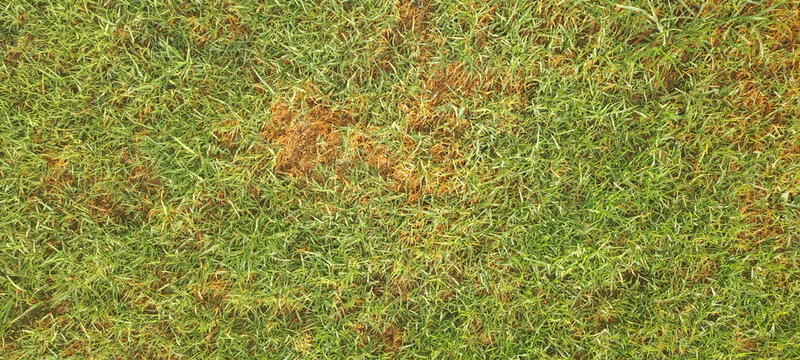 Lush green lawn showing brown dead grass patches
